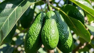 Avokado kalorie a nutriční hodnoty - ilustrační foto