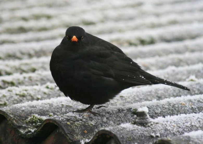 Blackbird on snowy roof