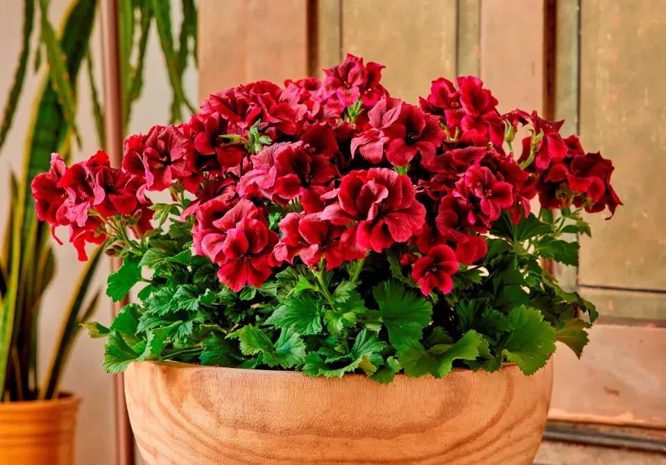 Red english geraniums in wooden pot