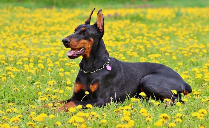 Černý doberman leží na louce s žlutými květy.