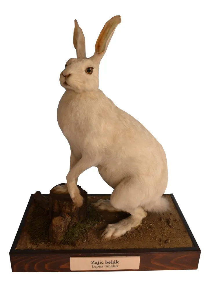 Zajíc bělák (Lepus timidus) na dřevěném podstavci
