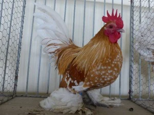 Rousná zakrslá slepice v kleci
