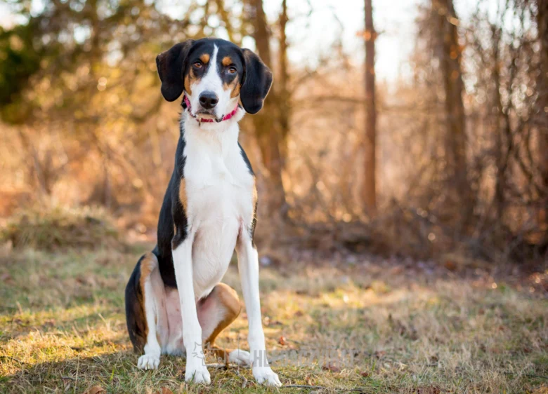 Americký foxhound sedí v lesní clearingu.