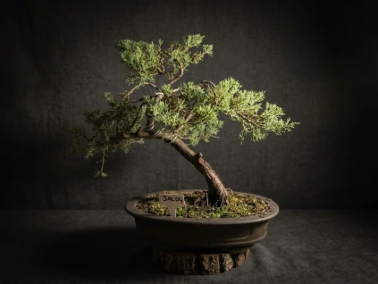Jalovec v pohádkovém bonsai květináči