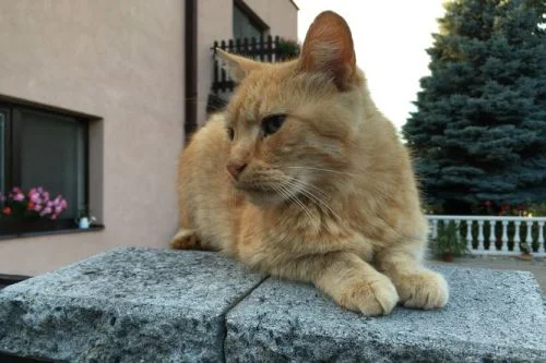 Oranžová kočka leží na kamenném parapetu před domem.