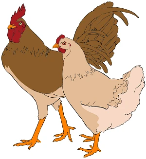 Ilustrace kohouta a kury pro článek o ozobávání slepic.