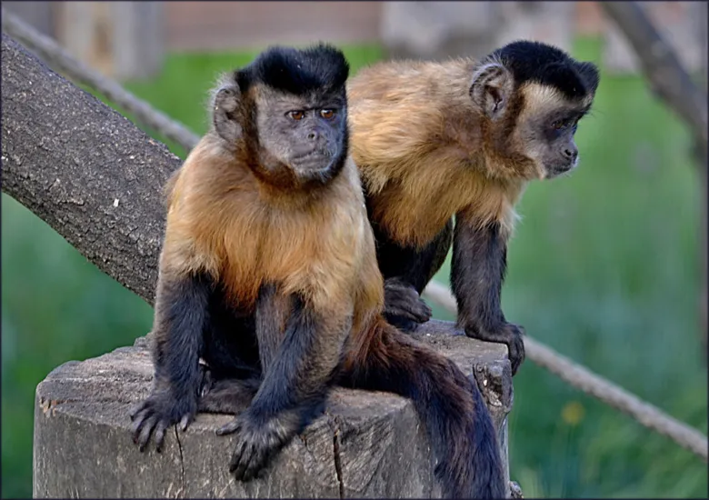 Dva kapucíni sedící na dřevěném kmeni v zoo.