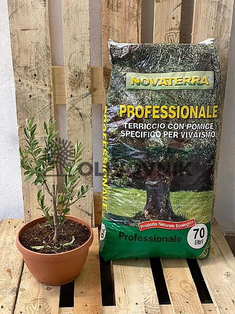 Olivovník v květináči s profesionálním substrátem