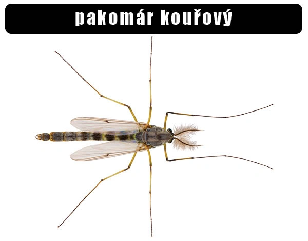Fotografie pako mára kouřového s dlouhými nohami a chlupatou hlavou.