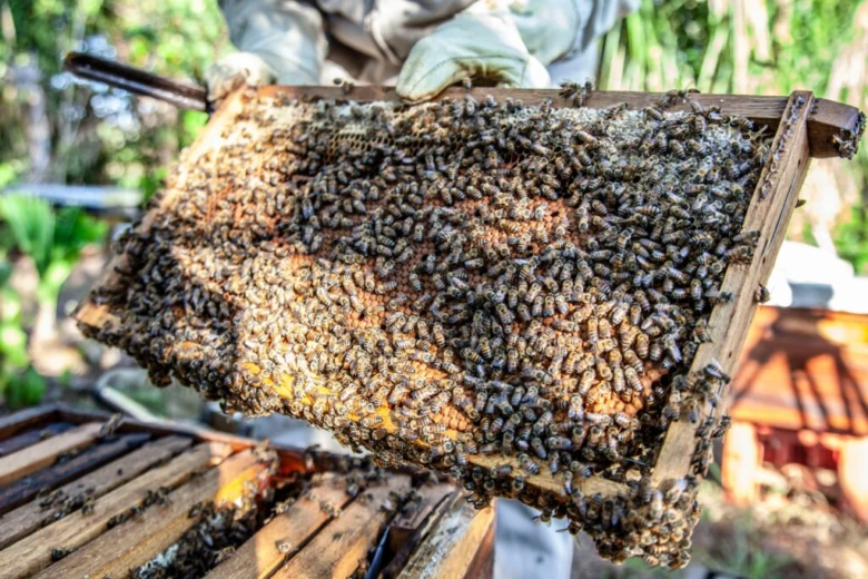 Včelař drží rámeček s africkými včelami venku.