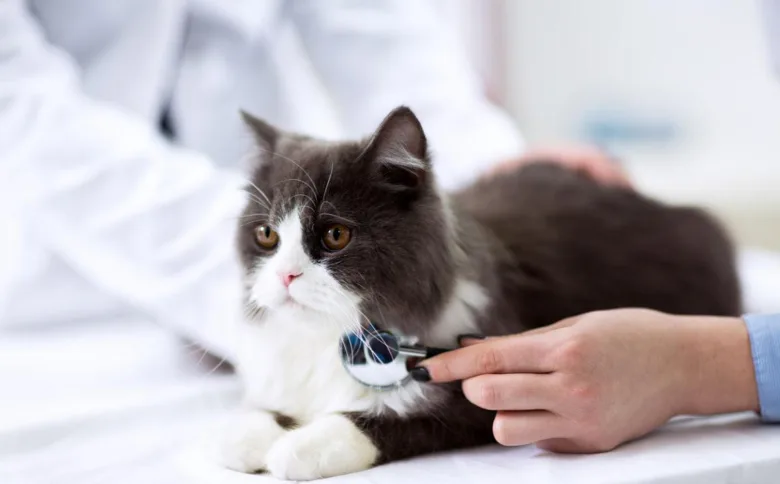 Veterinář zkouší kočku fonendoskopem v ordinaci.