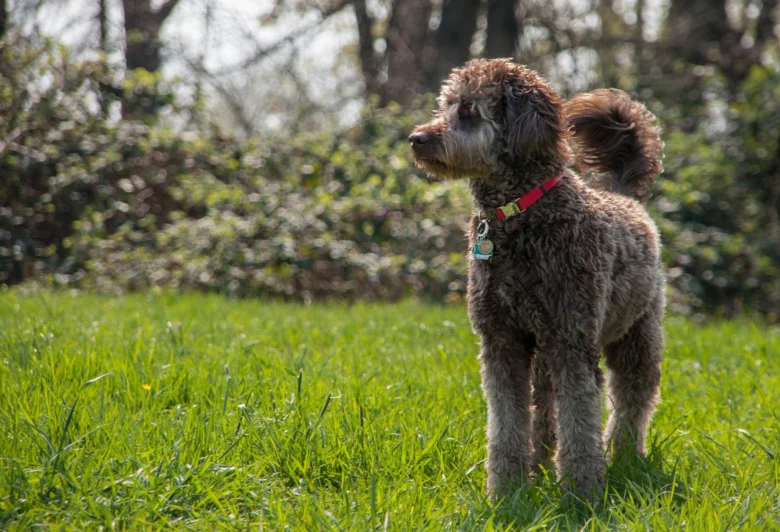 Hnědý labradoodle stojí na trávníku v přírodě.