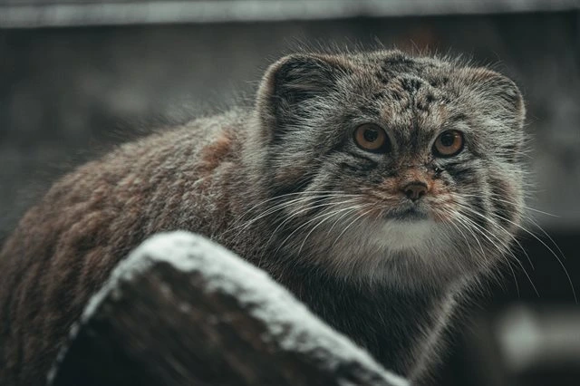 Portrétní fotografie kočky manul v zimním prostředí.