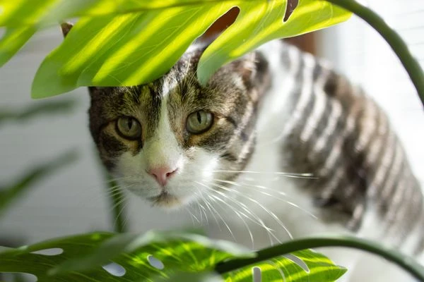 Kočka se podíívá skrze listy rostliny Monstera.