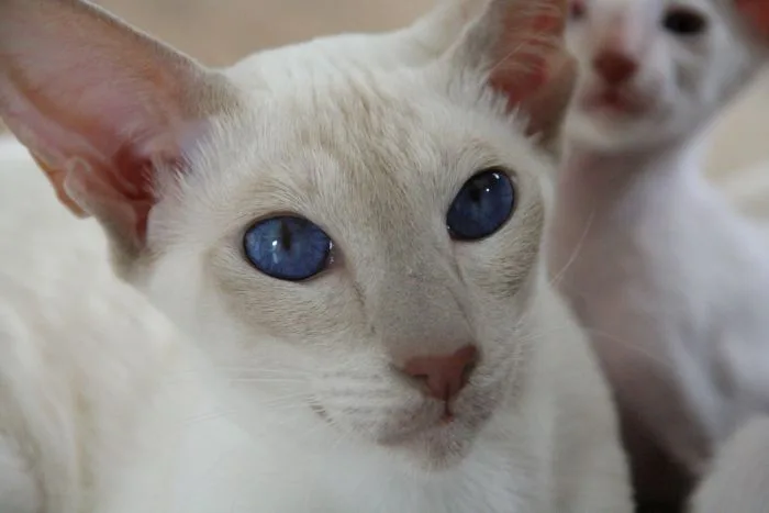 Bílý peterbald s modrými očima v ostrém záběru.