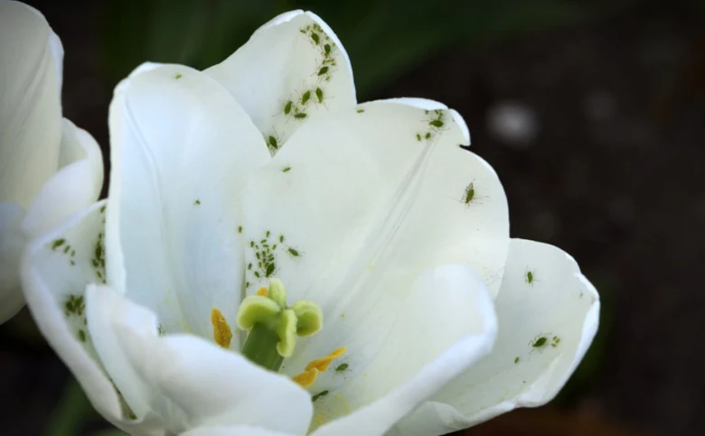 Bílá tulipánová květina napadená zelenými mšicemi.