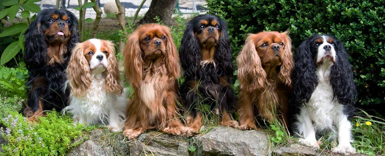 Skupina španělských psů King Charles