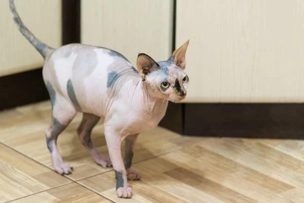 Peterbald kočka stojí na dřevěné podlaze v interiéru.