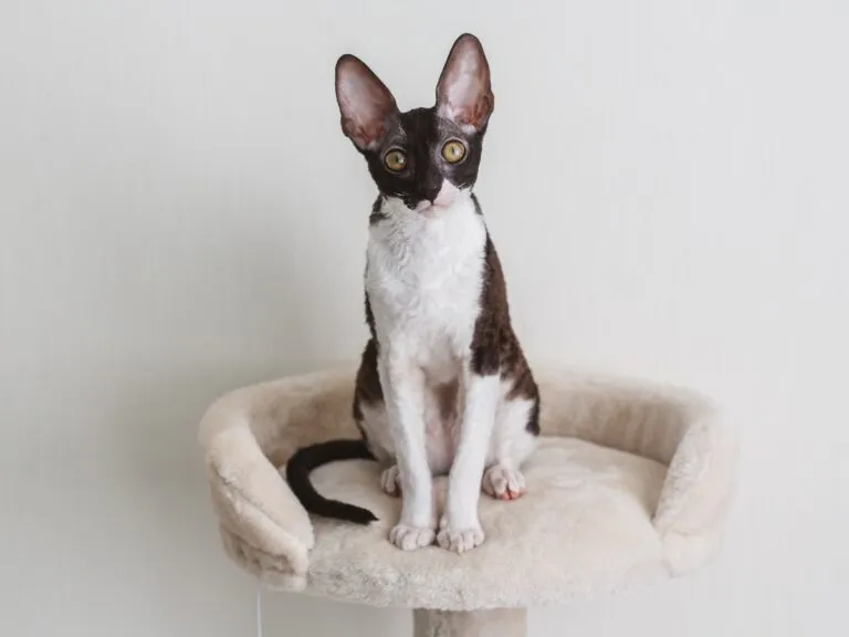 Černobílá kočka Cornish rex sedící na podstavec.