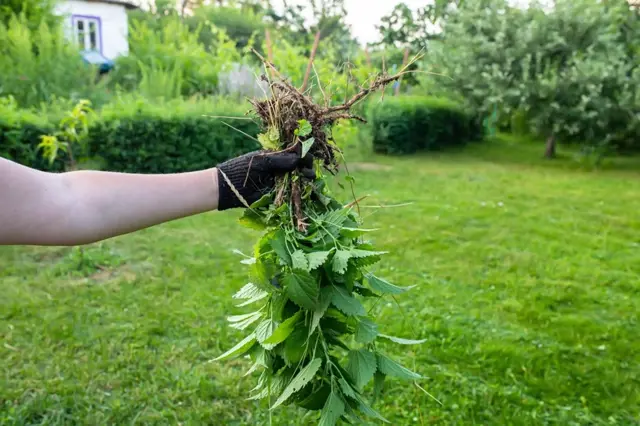 Ruce s rukavicí drží vytaženou kopřivu se kořenem.