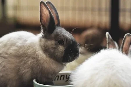 Dvě králíky sedící vedle sebe v kleci.