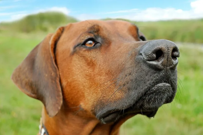 Dog sniffing air