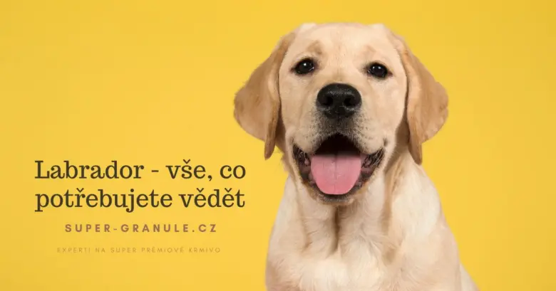 Žlutý labrador retriever s českým textem o plemeni.