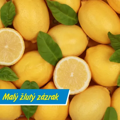 Žluté citrony s listy a polovičkami na světlém pozadí.