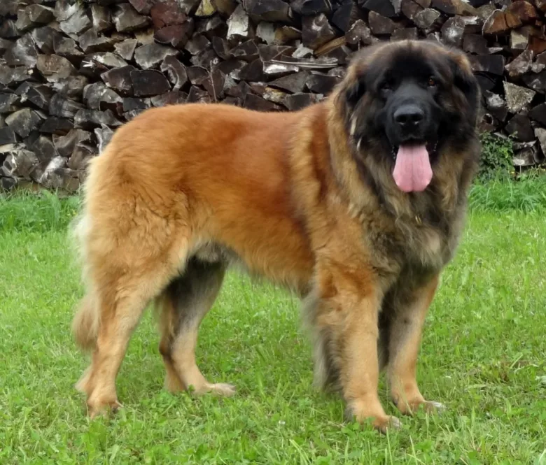 Velký leonberger stojí na trávě s dřevem v pozadí.
