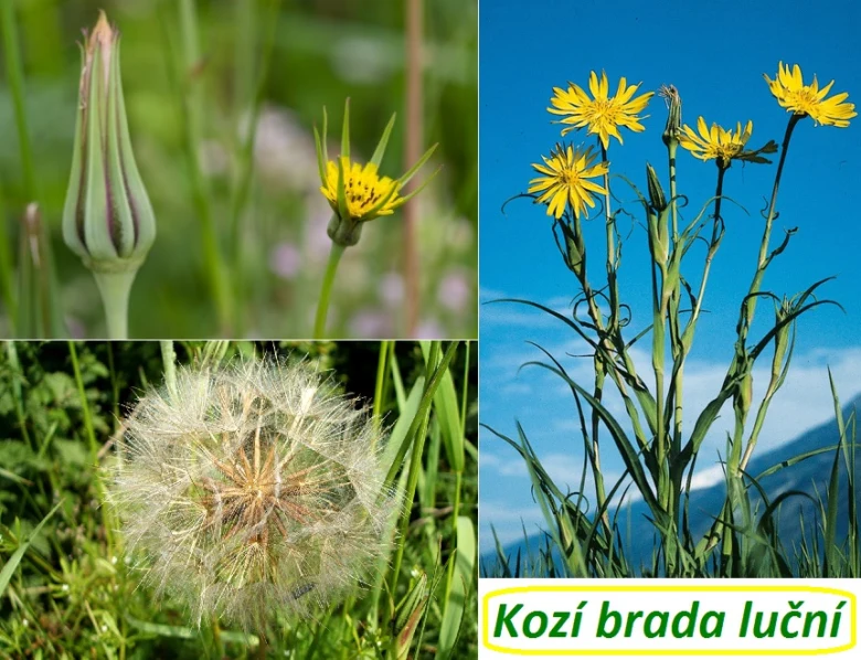 Kozí brada luční v různých fázích růstu na modré obloze.