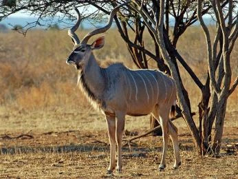 Velký kudů stojí v africké savaně vedle stromu.
