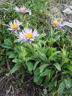 Fialové květy Asters alpínského rostoucí mezi zelenými listy.