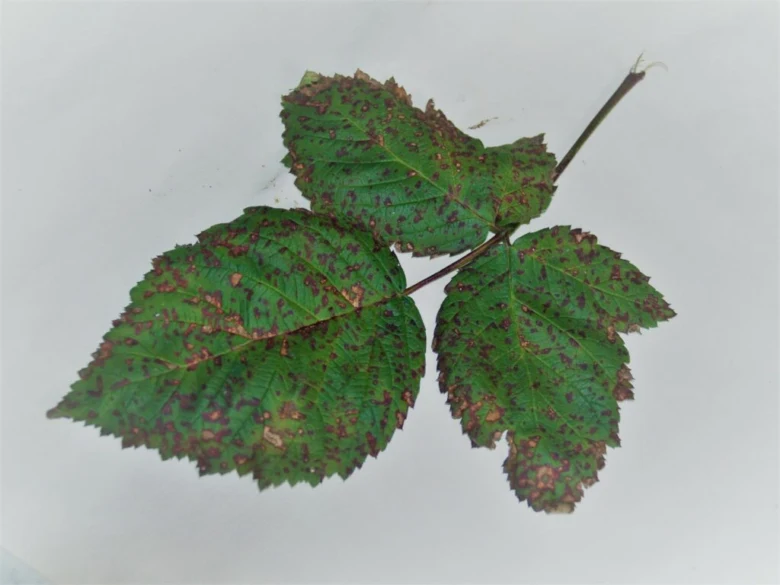 Raspberry leaf with disease spots