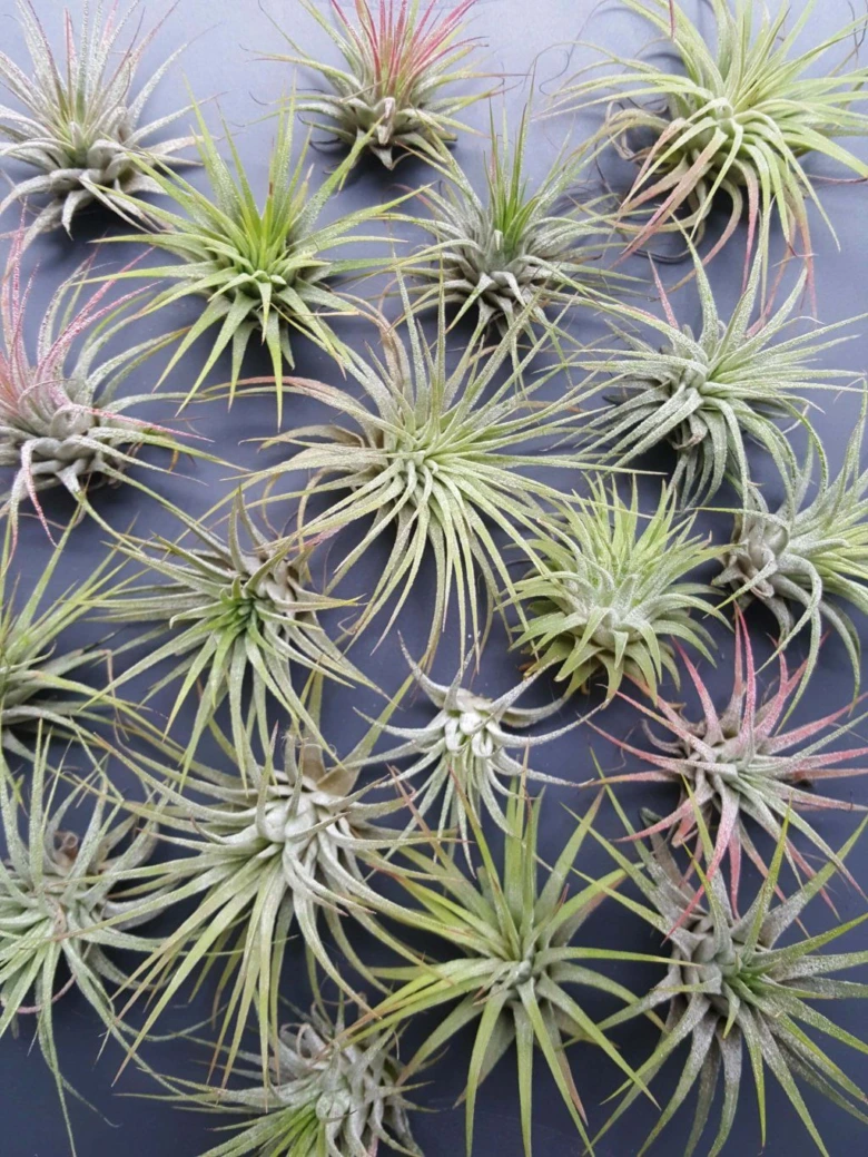 Různé druhy vzdušných rostlin Tillandsia na tmavém pozadí.