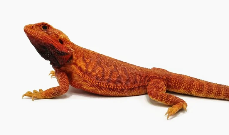 Oranžová agama vousatá na bílém pozadí.