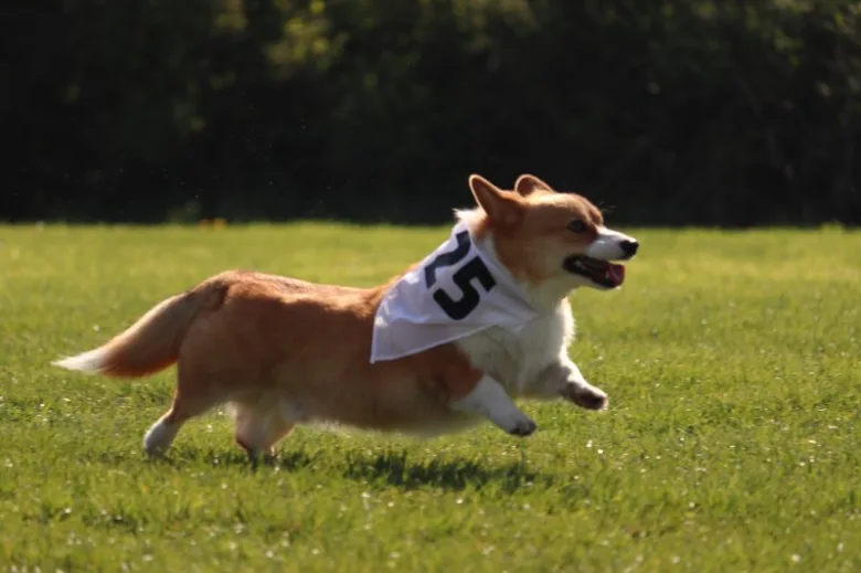 Welsh corgi s krátkými nohama běží po trávníku.