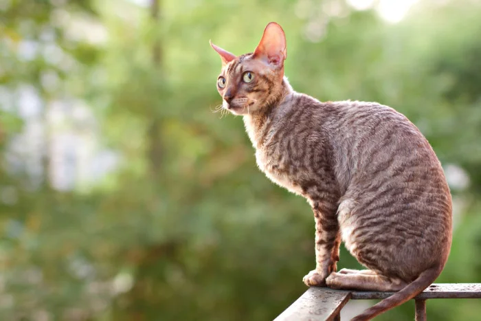 Cornish rex kočka sedící venku na zábradlí.