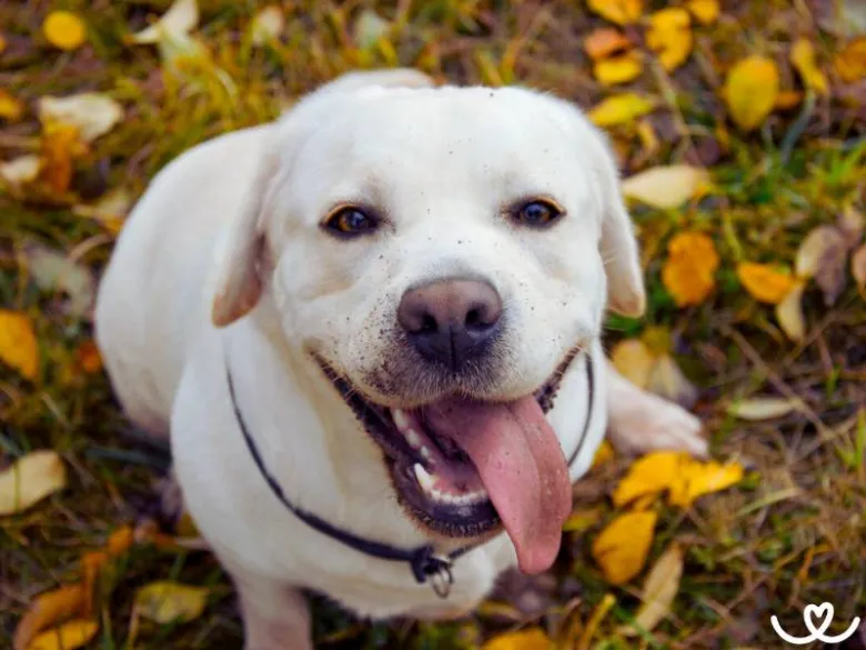 Bílý labrador retriever sedící na trávě s podzimními listy