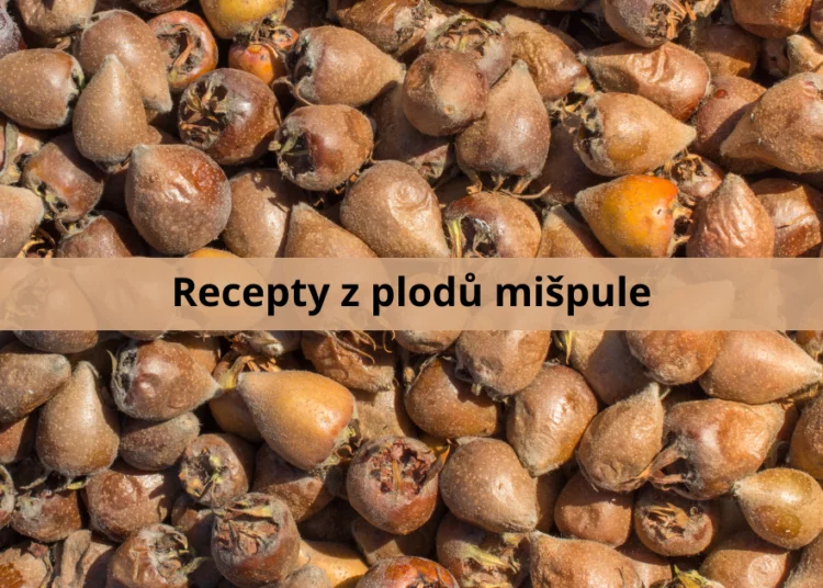 Hromada suchých plodů mišpule na slunci.