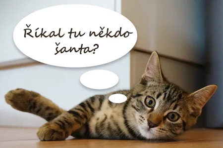 Maják leží na podlaze a myslí si o koňopu.