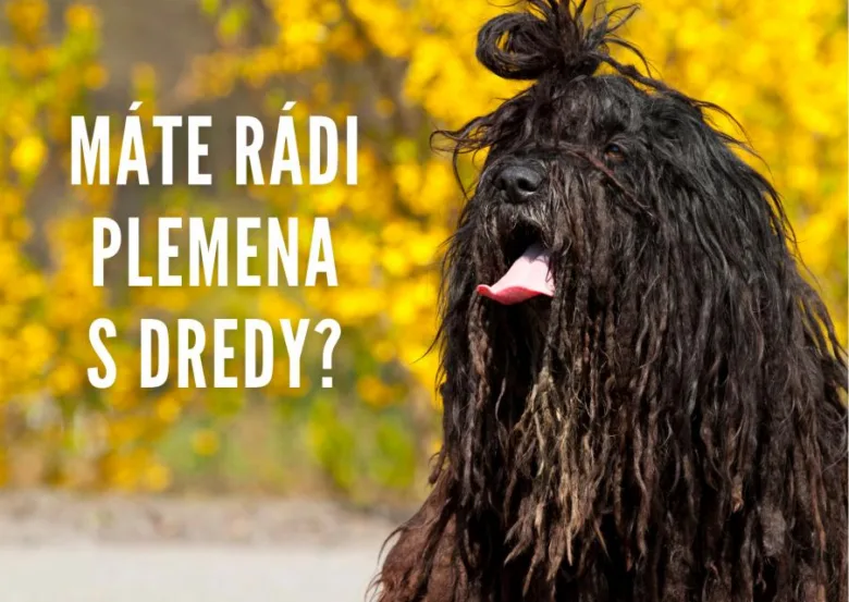 Černý pes s dredy stojí venku na pozadí žlutých listů.