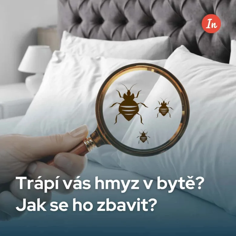 Lupa s brouky v posteli na bílých polštářích.