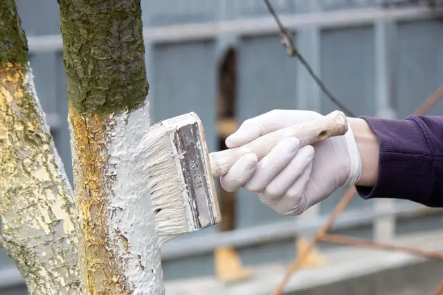 Ruka s křídlem nanáší vápenný nátěr na strom