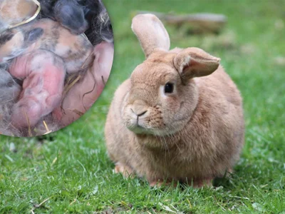 Samice králíka s mláďata v kojícím se stádiu