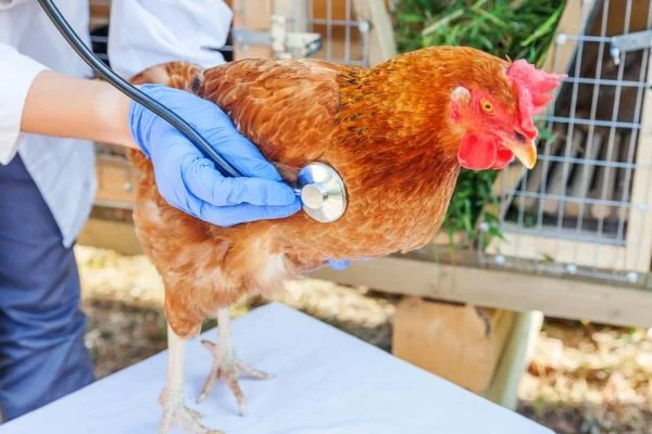 Veterinář vyšetřuje slepici stetoskopem
