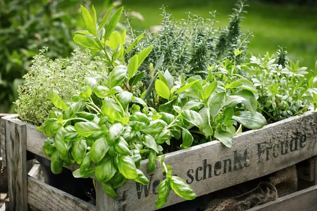 Herbs in wooden crate