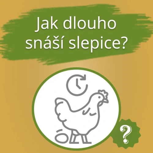 Kolik času snáší slepice? Ikona slepice a hodiny.
