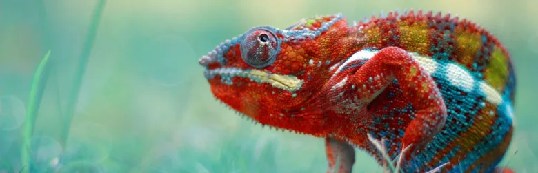Jemenský kameleon s barevnou kůží na trávě