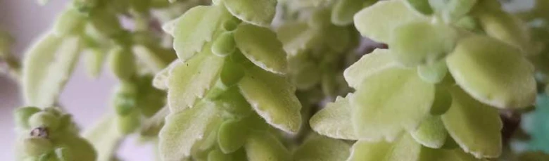 Blízky záběr na listy rostliny Plektranthus amboinicus.
