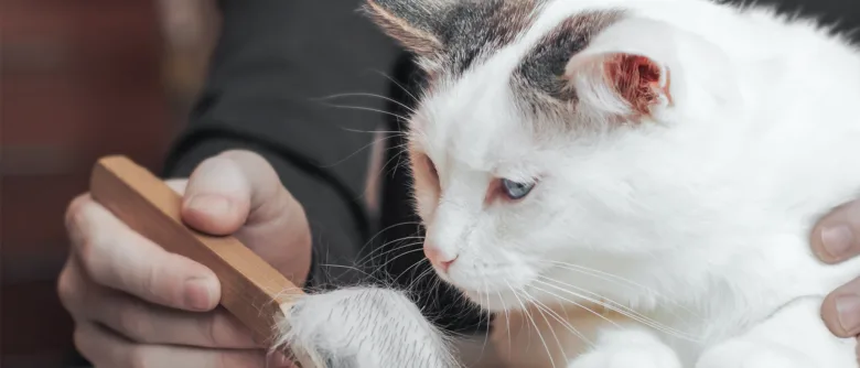Kočka s vyholenými místy na těle při prohlížení veterinářem.